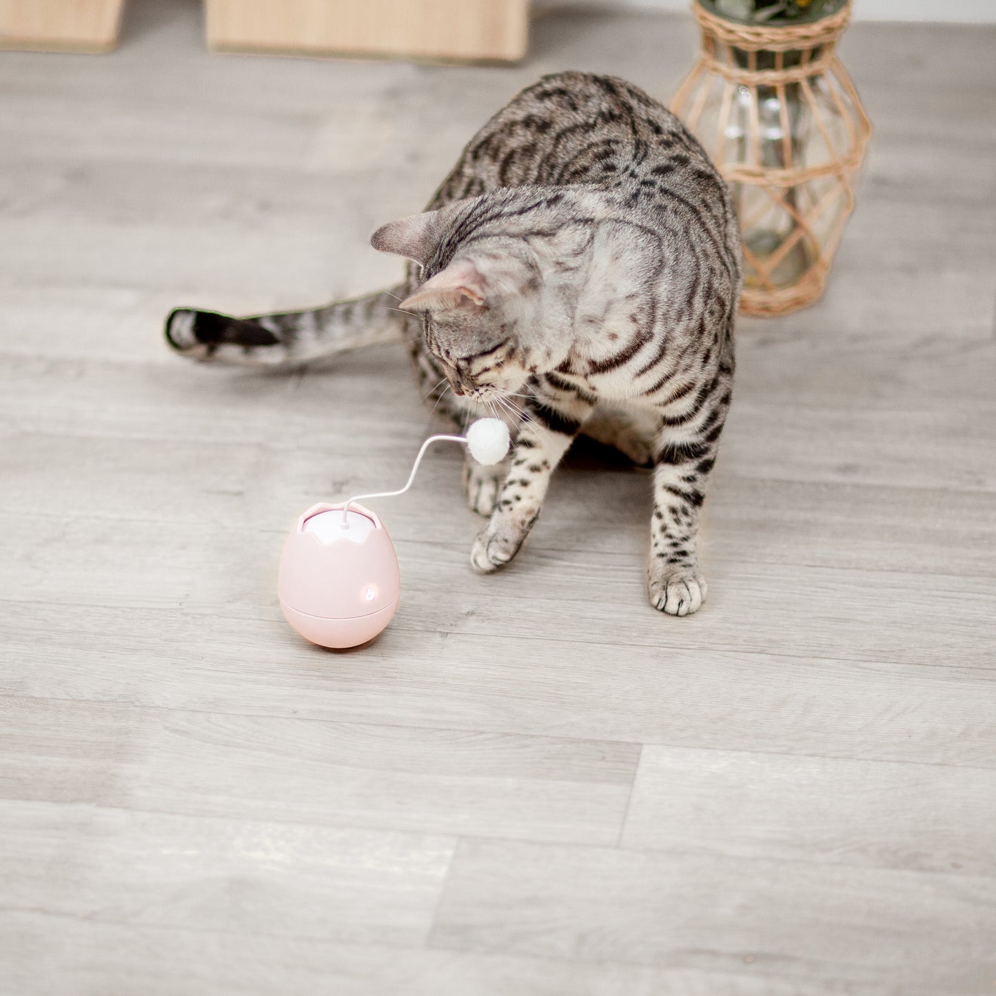卵殻の自動猫じゃらし