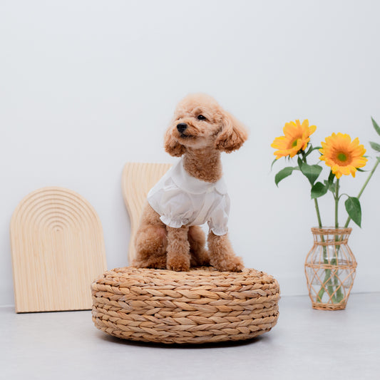 丸襟ショートシャツ