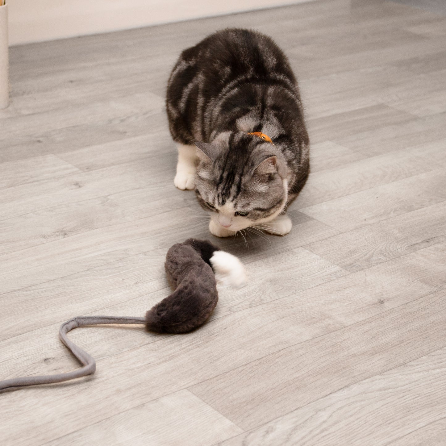 しっぽの猫じゃらし
