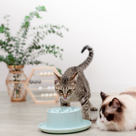受け皿つきの早食い防止フードボウル