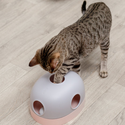 ドーム型ねこちゃんトイ