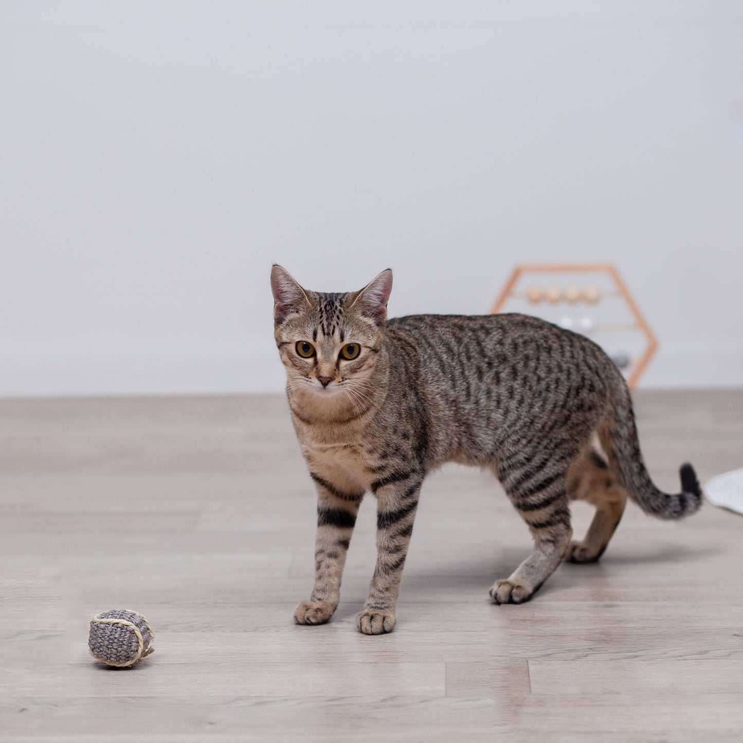 ねこちゃん麻ボール