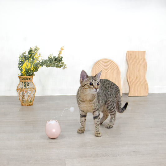 卵殻の自動猫じゃらし