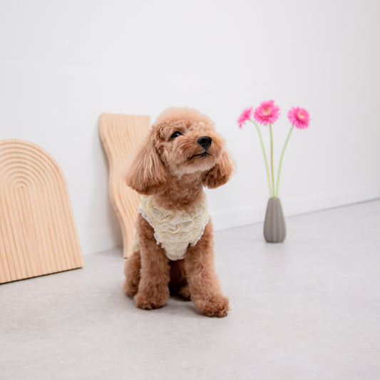 ポップコーンカットソー