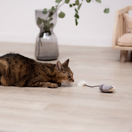 ねずみの猫じゃらし