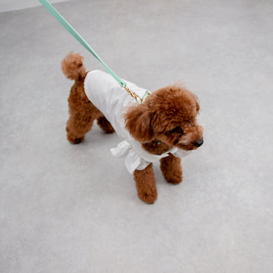 カラフルカラー