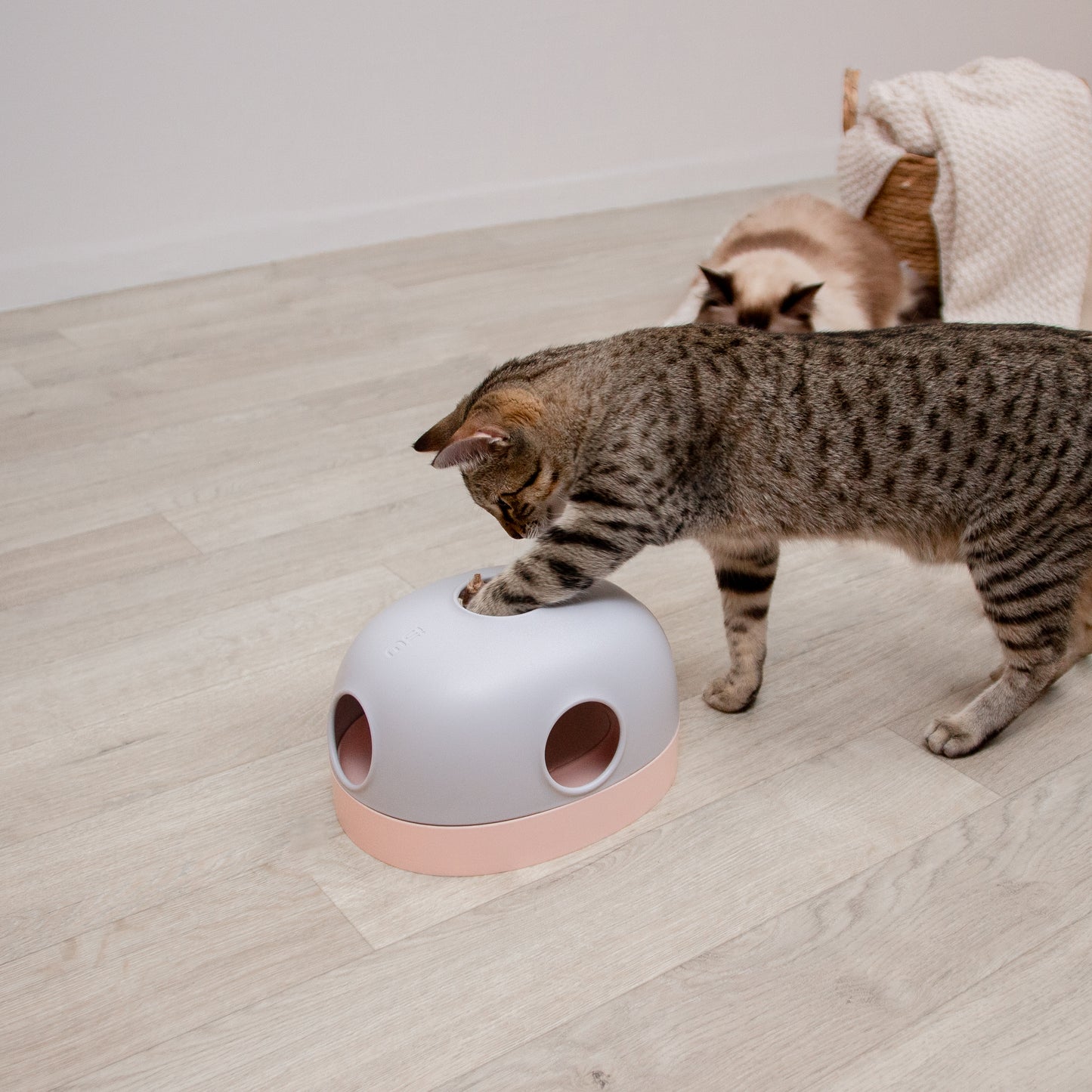 ドーム型ねこちゃんトイ