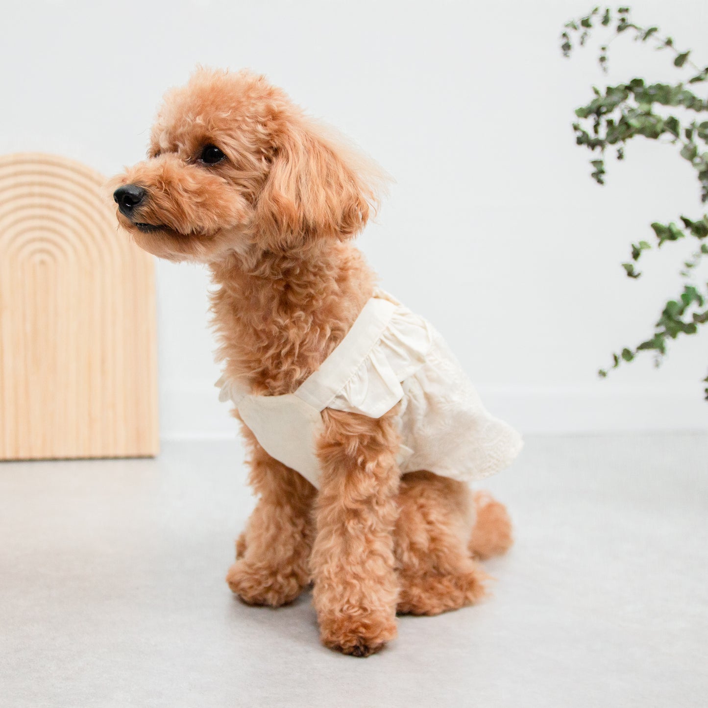 フリルレースワンピース